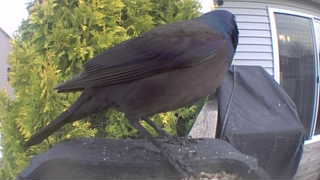 common grackle