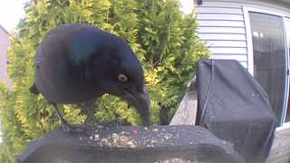 common grackle