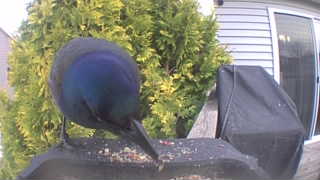 common grackle