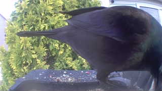 american crow