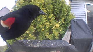 red-winged blackbird