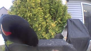 red-winged blackbird