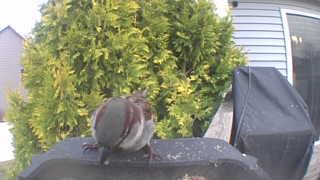 american tree sparrow