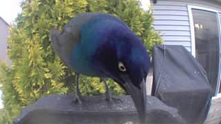 common grackle