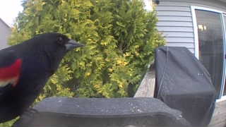 red-winged blackbird