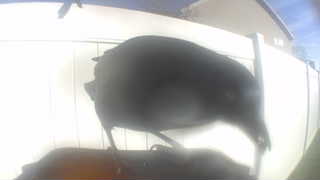 common grackle
