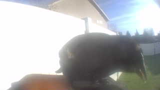 Unidentified clip