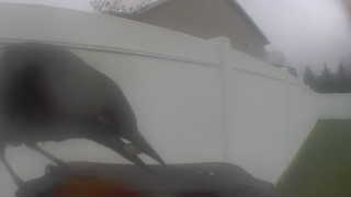 common grackle