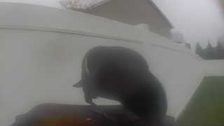 Unidentified clip