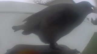 american crow