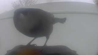 american robin