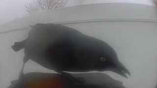european starling