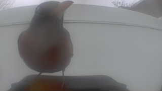 american robin