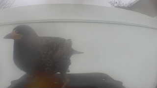 Unidentified clip