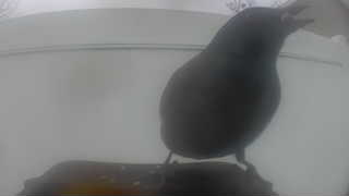 european starling