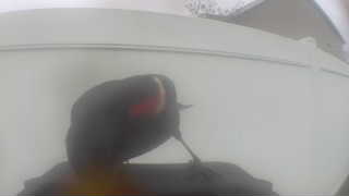 red-winged blackbird