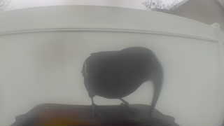 common grackle