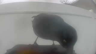 common grackle