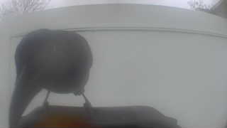 rock pigeon
