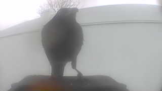 common grackle