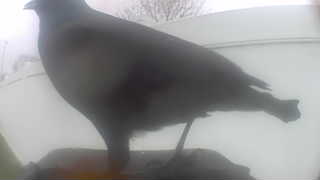 rock pigeon