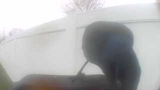 wild turkey