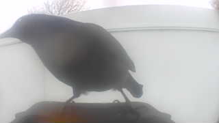 common grackle