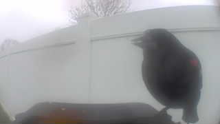 red-winged blackbird