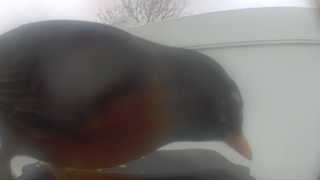 american robin