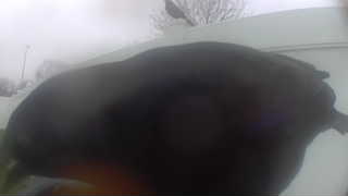 Unidentified clip