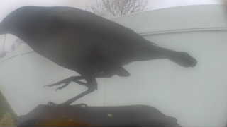 common raven