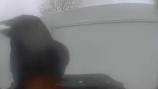 american crow