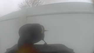 common grackle