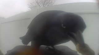 american crow
