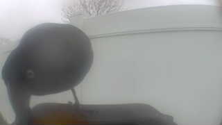 Unidentified clip