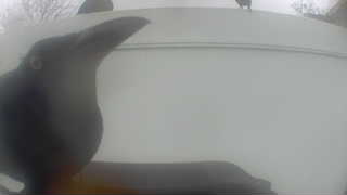 common raven