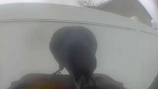 common raven