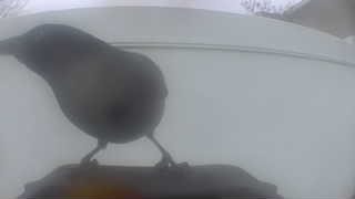 pine grosbeak