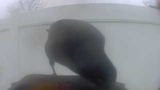 american crow