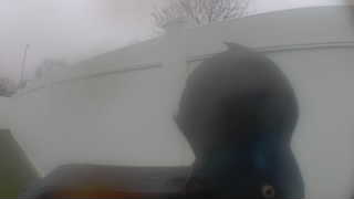 house sparrow