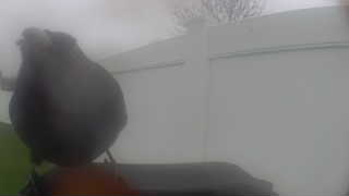 american robin