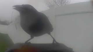 american crow