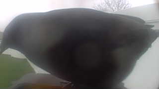american crow