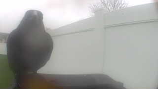 rock pigeon