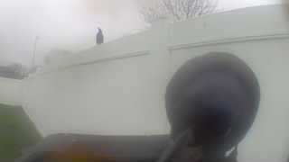 american crow