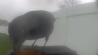 american crow