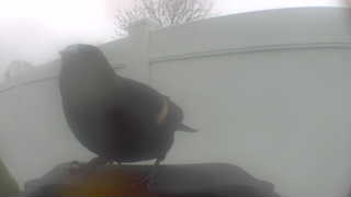 red-winged blackbird