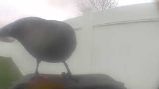 american crow