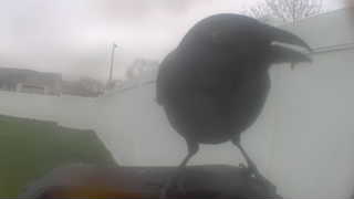 common raven