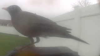 american robin